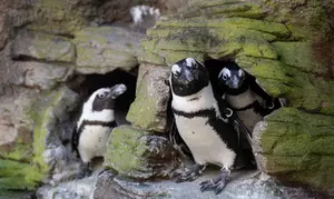 New York Aquarium Admission for One Child or Adult