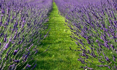 Groupon Unisex Lavender Three Or Six Phenomenal Potted Plants With Optional Pots: Three Plants + One Pot