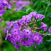Image 8: Mixed Phlox Paniculata 'Fragrant Collection' - 3 or 12 Plants