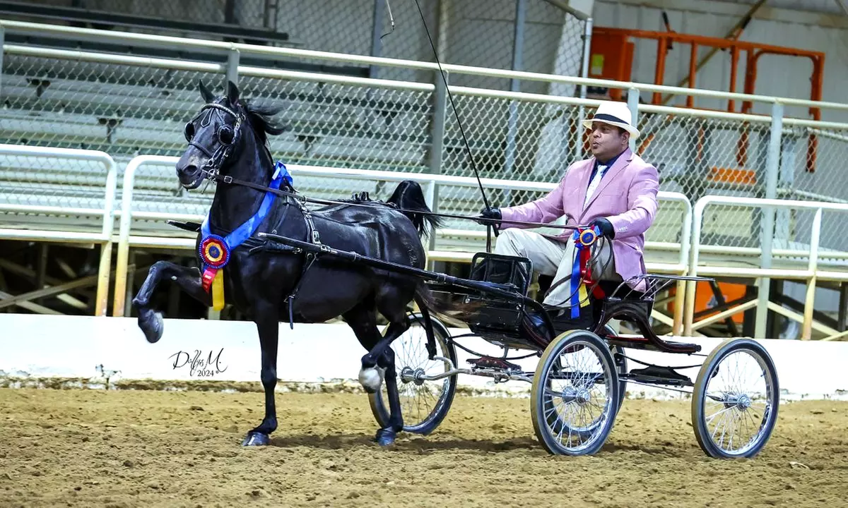 One or Two 30-Minute Horseback Riding/Driving Lessons
