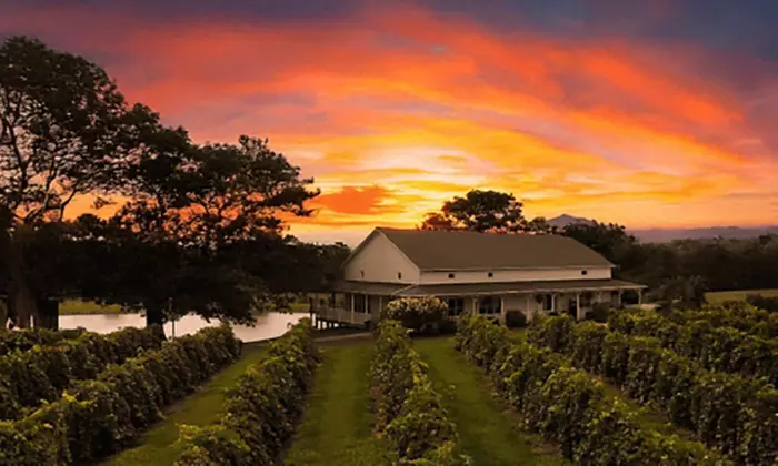 Gather Friends for Wine Tasting Fun for Two, Three, Four or Six People