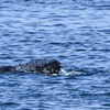 Image 8: Luxury San Diego Whale Watching Tour