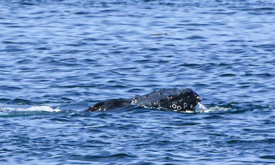 Luxury San Diego Whale Watching Tour