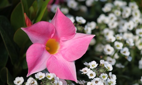 3x oder 6x Mandevilla mit trompetenförmigen, duftenden Blüten in Rot, Rosa und Weiß – %