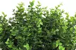 10 Bundles Artificial Eucalyptus Stems Plastic Simulation Leaves Stem Plants  - Second Medium