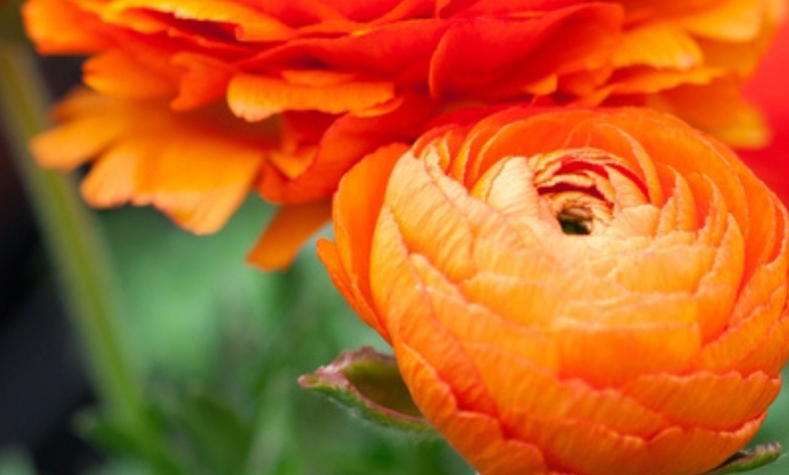 Image 7: 80 bulbos de ranúnculo en diferentes colores