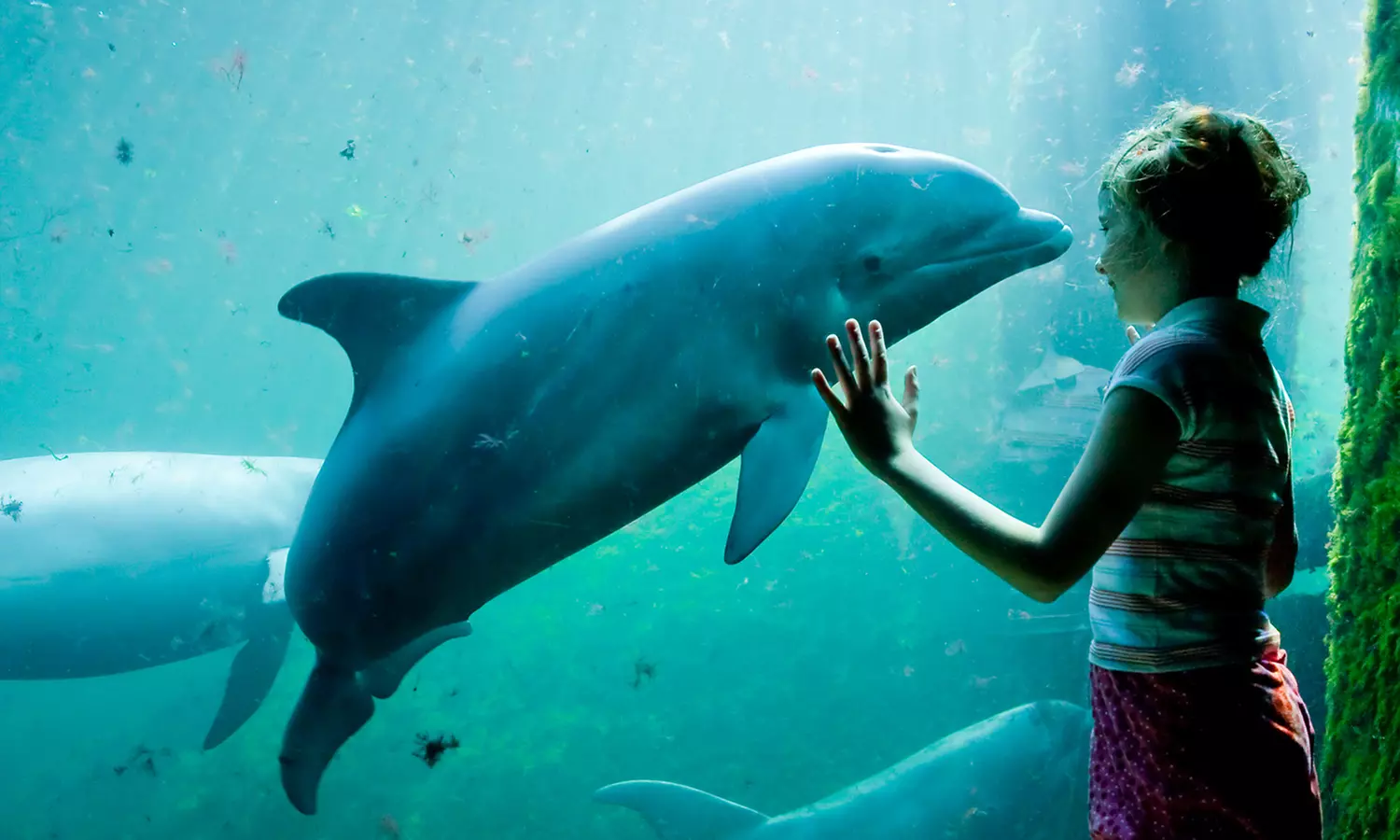 Einrittskarte "Dolfinarium" in Harderwijk, Niederlande für 1 Person