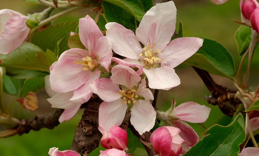 Image 4: Obstbaum nach Wahl