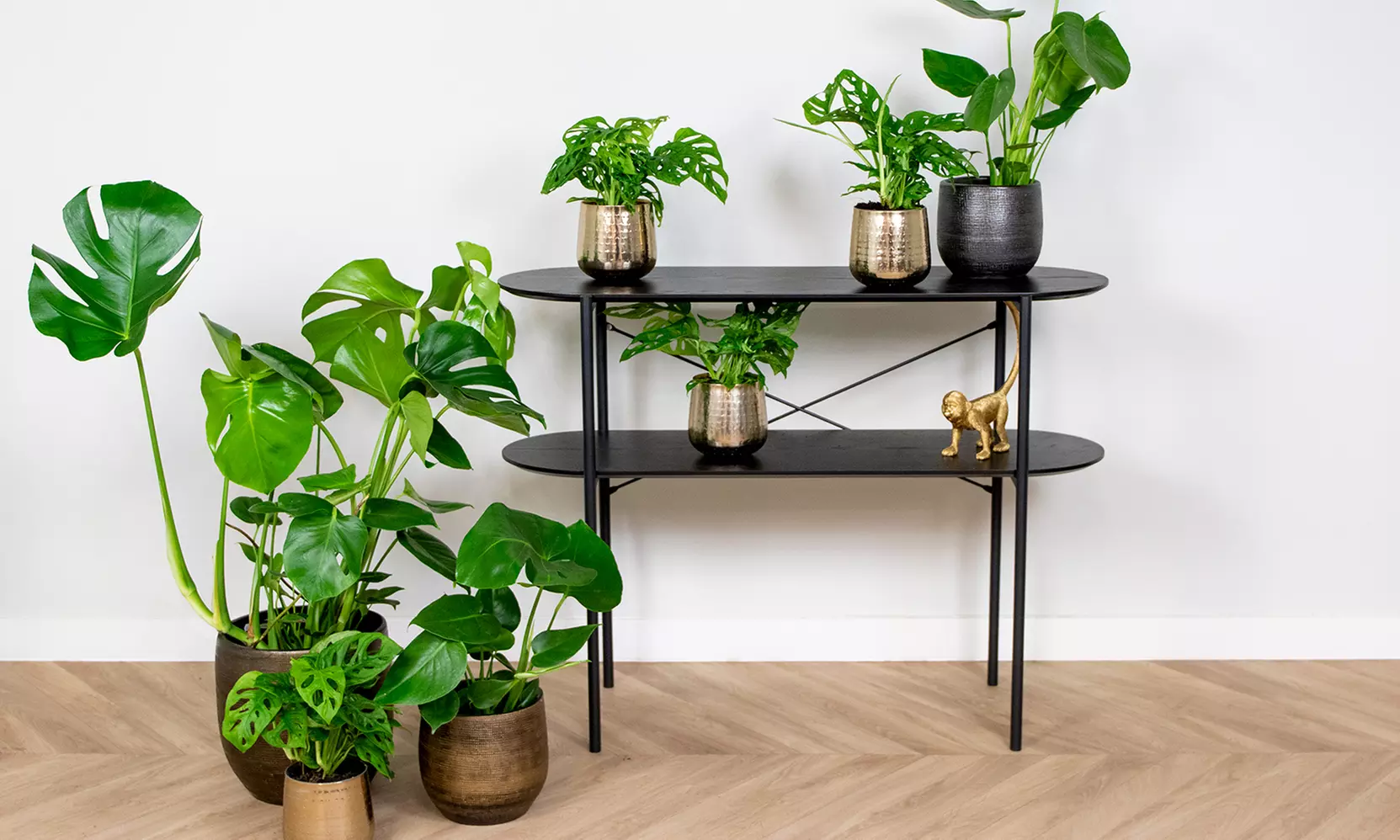 1x oder 2x XL Fensterblatt Pflanze Monstera Deliciosa