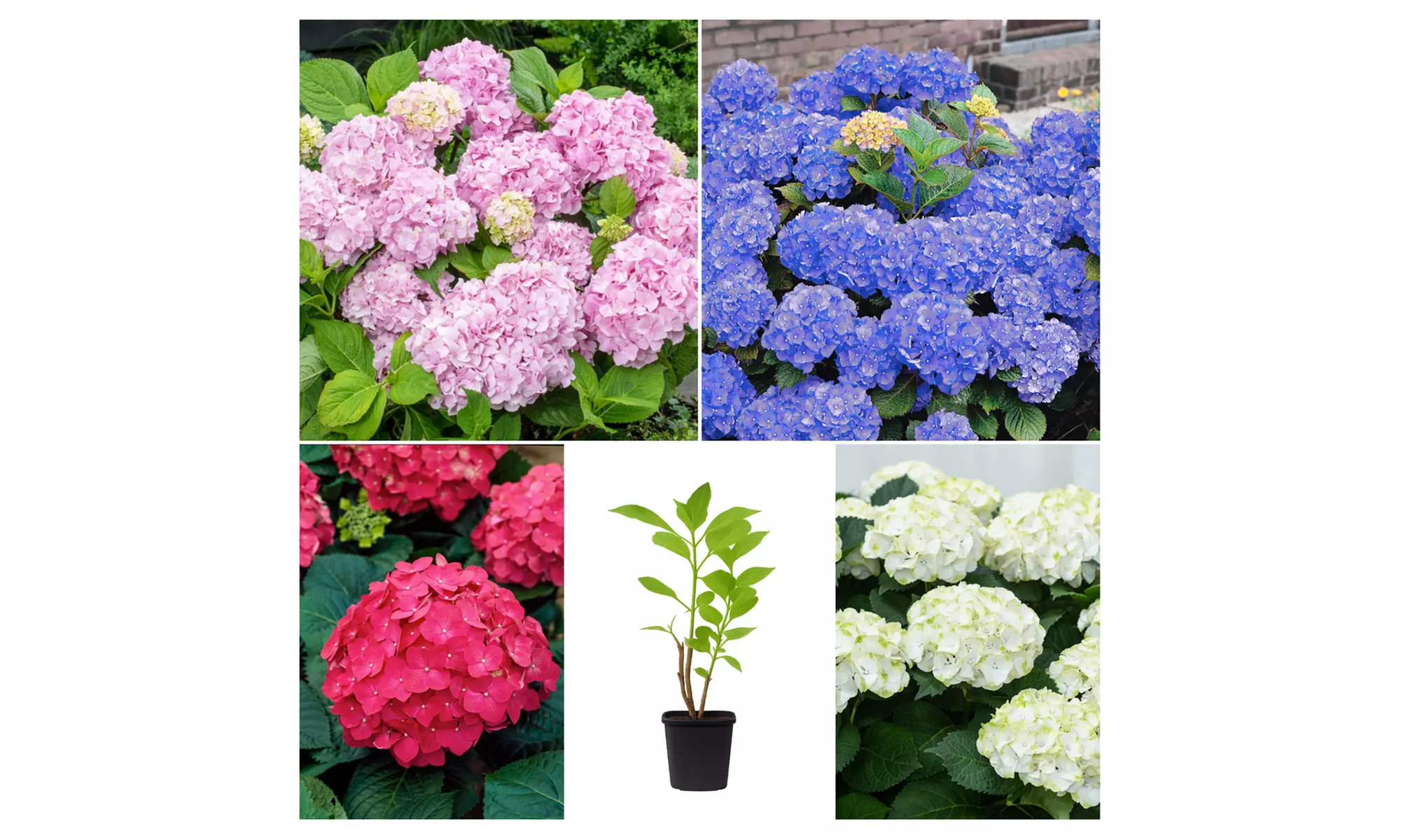 Lot de 4 ou 8 Hydrangea Macrophylla différents