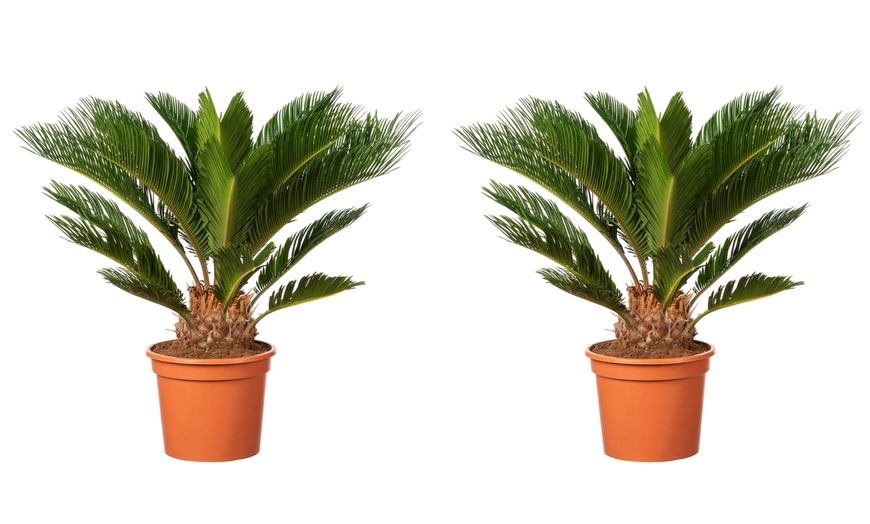 Image 2: 1 ou 2 Cycas du Japon "Cycas revoluta" de Gardenzo