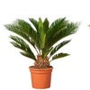 Image 2: 1 ou 2 Cycas du Japon "Cycas revoluta" de Gardenzo