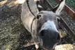 Get Admission to Petting Zoo and Round of Mini Golf for 1, 2, 4, or 6 People (Up to  35% Off) - Second Medium