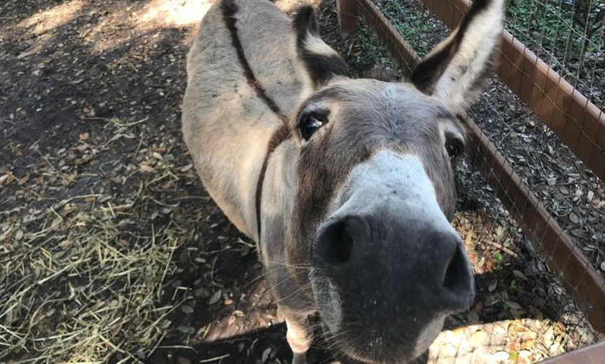 Image 3: Get Admission to Petting Zoo and Round of Mini Golf for 1, 2, 4, or 6 People (Up to  35% Off)