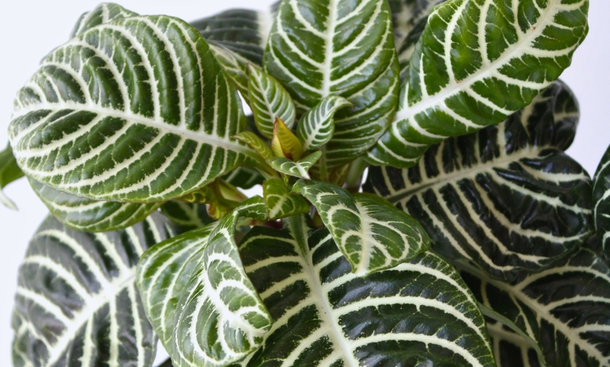 Image 3: Rootz Aphelandra Botanica Zebra plant