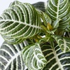 Image 3: Rootz Aphelandra Botanica Zebra plant