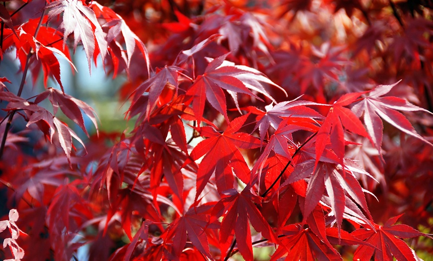Image 8: Japanese Maple Acer Duo Collection with Optional Patio Pots