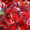 Image 8: Japanese Maple Acer Duo Collection with Optional Patio Pots