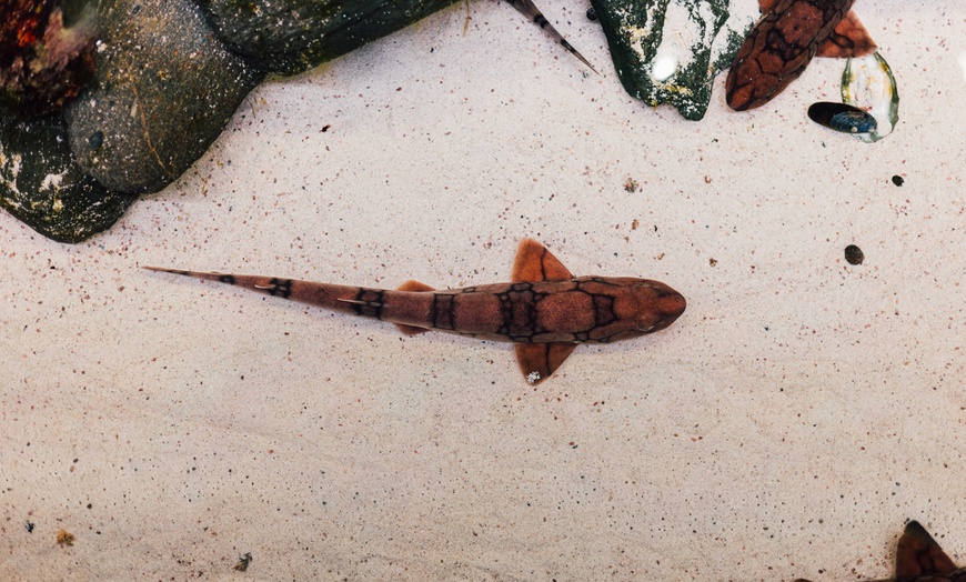 Image 4: Explore Marine Life at Save The Bay's Aquarium – Newport, RI