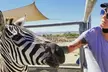 Enjoy Petting Zoo & Indulge in Artisan Chocolates with Admission to Sugarplum Zoo in Temecula (Up to 25% Off) - Second Medium