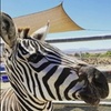 Image 2: Up to 33% Off Zoo Admission & Chocolates at Sugarplum Zoo