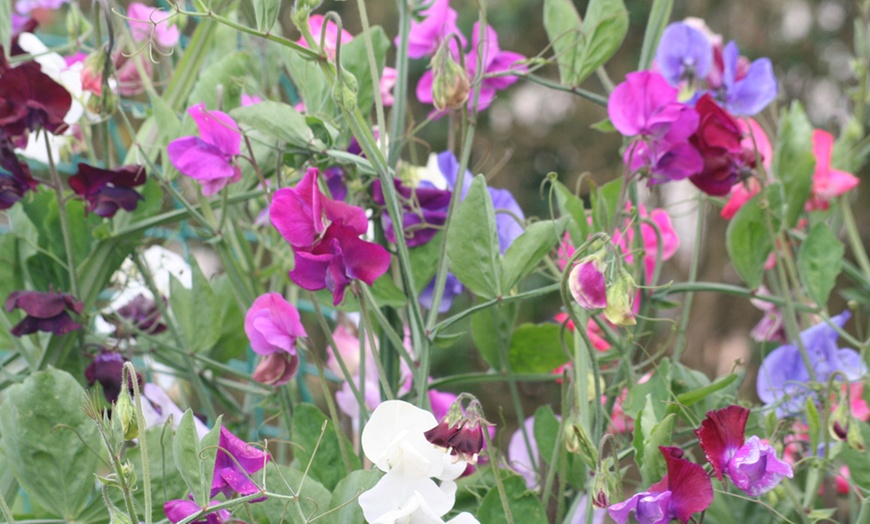 Image 1: Sweet Pea Six or 12 Plants