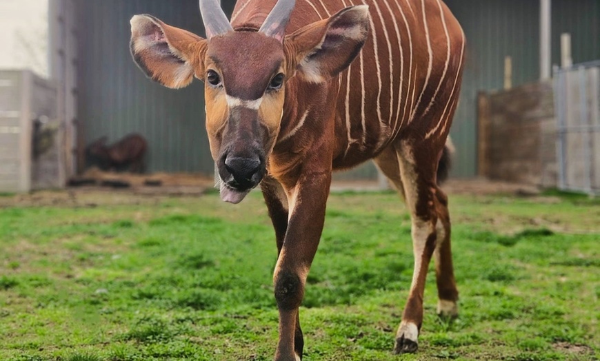Image 18: African Safari Wildlife Park: Drive & Walk-Thru Safari w/ 400+ Animals