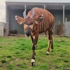 Image 18: African Safari Wildlife Park: Drive & Walk-Thru Safari w/ 400+ Animals
