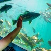 Image 7: 45 Minute Glass Bottom Boat Tour at Redondo Beach with Marine Animals!