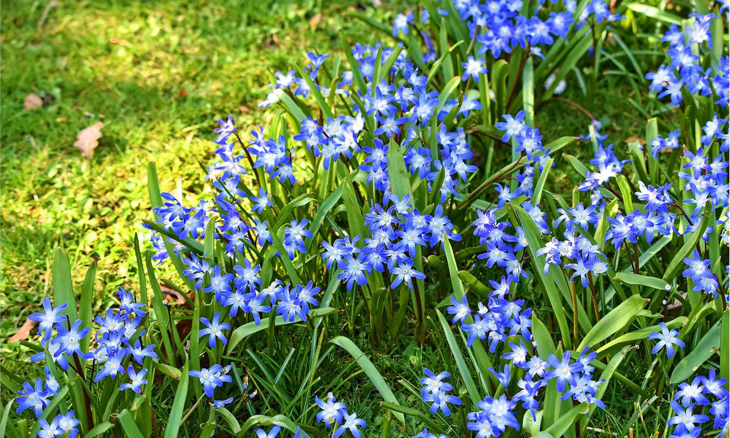 Gentle Glory of the Snow Flowers (15 , 30 , & 60 Bulbs with Planting Tool)