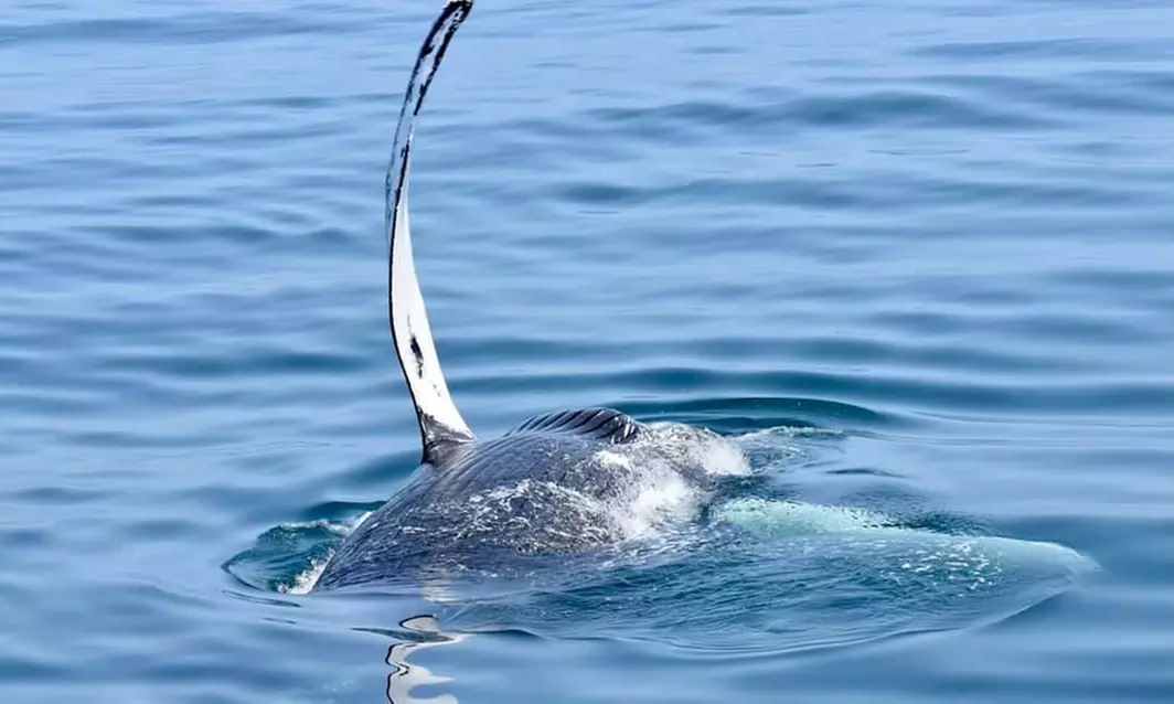 Experience Majestic Whale Watching Guided by a Marine Biologist and Save Up to 30%! - Primary Image