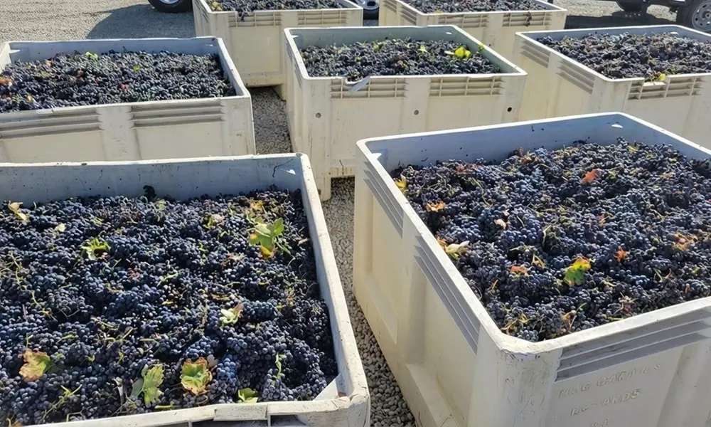 Winemaker-Hosted Wine Tasting with Stunning Views near Paso Robles