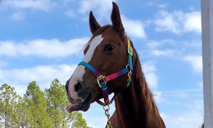 Admission for One to Beginner Equine Care Class - Delaney Training