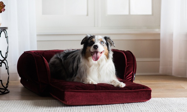 Crushed velvet best sale dog bed groupon