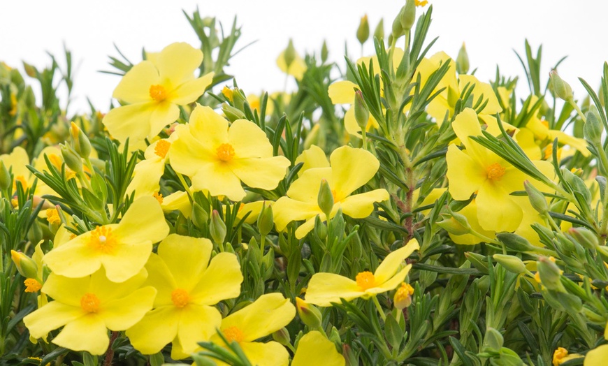 Image 3: YouGarden Halimium 'April Sun', Yellow Flowers - 2L Pot