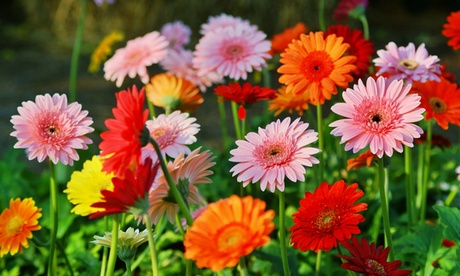 Set di 3 o 6 piante di Gerbera