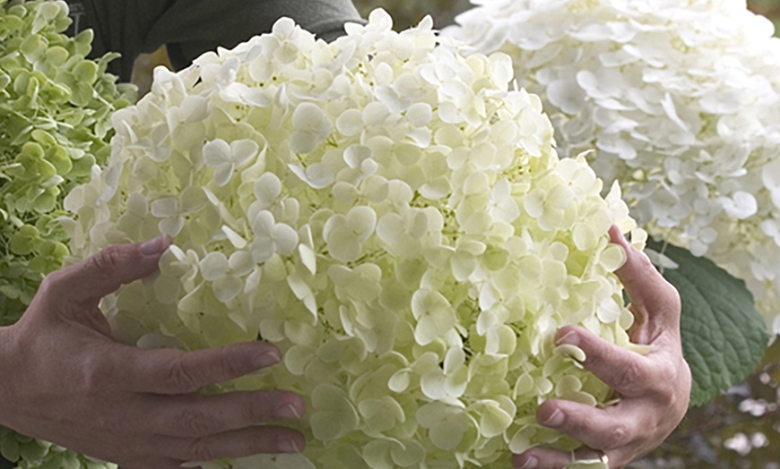 Image 1: YouGarden Tree Hydrangea Incrediball