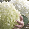 Image 1: YouGarden Tree Hydrangea Incrediball