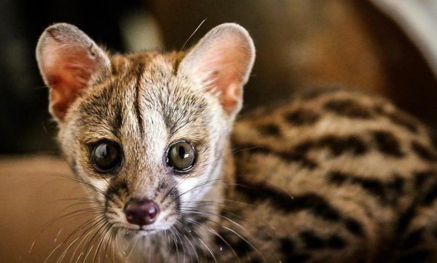 Image 4: Entradas al Zoo de Lillo para 2 adultos, 2 adultos y 1 niño o 2 niños
