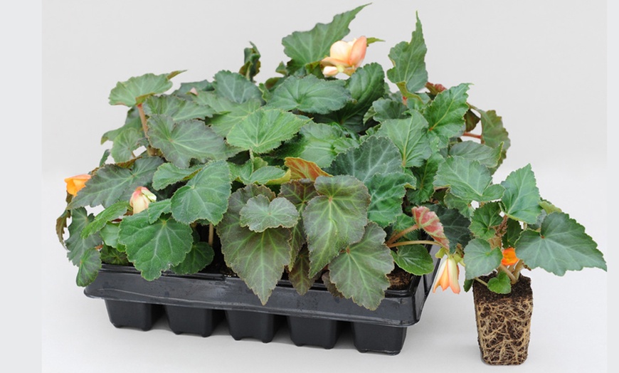 Image 16: Begonia Garden Ready Plants - 15 or 30 Plants