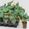 Image 16: Begonia Garden Ready Plants - 15 or 30 Plants