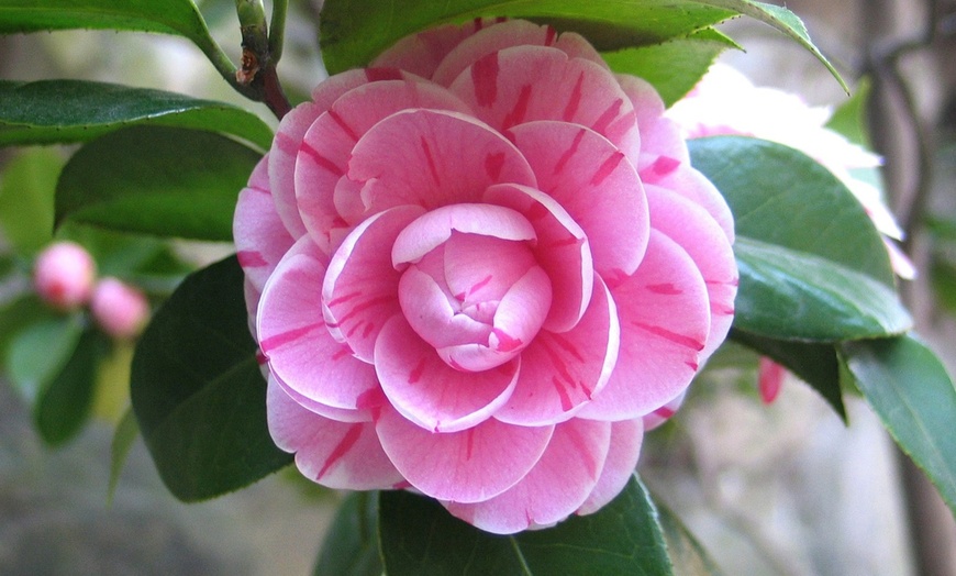 Image 9: 1 of 2 Camellia struiken