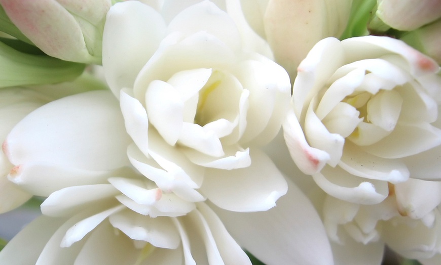 Image 2: Polianthes Tuberosa 'The Pearl'