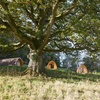 Image 5: Forest of Dean: Glamping Megapod for Four