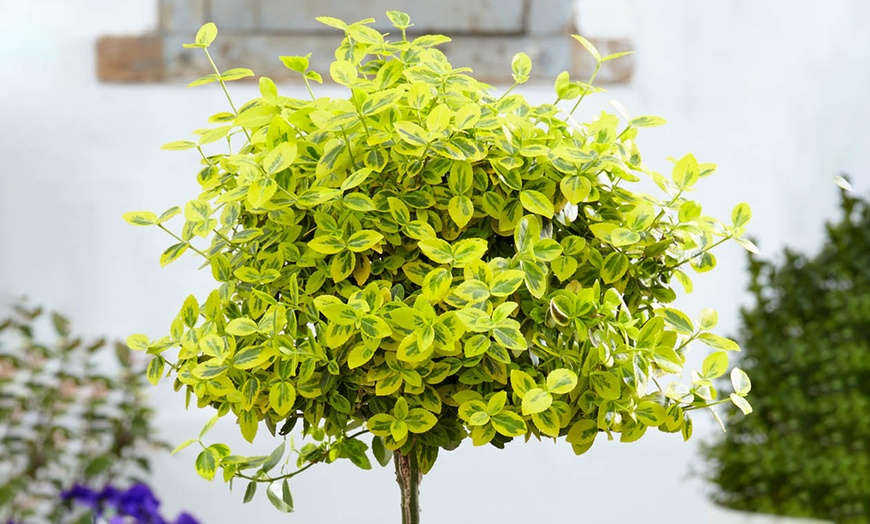 Image 3: One or Two Euonymus 'Emerald 'n' Gold' Standard Trees