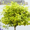 Image 3: One or Two Euonymus 'Emerald 'n' Gold' Standard Trees