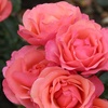 Image 4: 1 or 2 Rose 'Coral Garden' Elegant Coral-Pink Blooms, Bare Root Plants