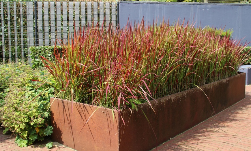 Image 4: Set de 4 ou 8 graminées ornementales "Red Baron" de Gardenzo