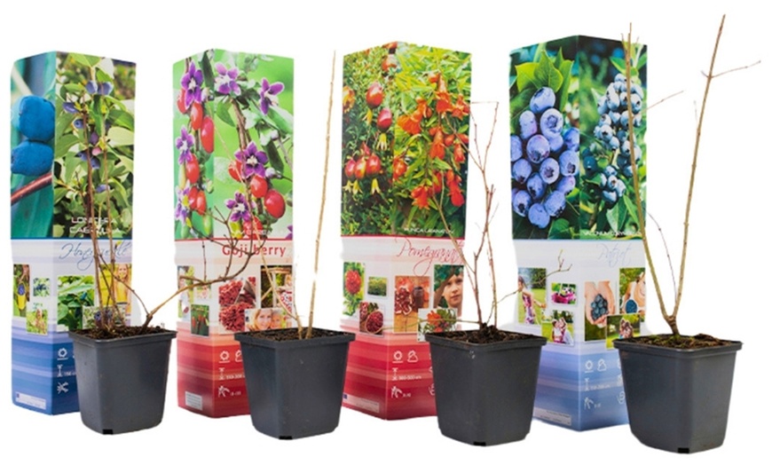 Image 6: Lot de 4 ou 8 plantes fruitières