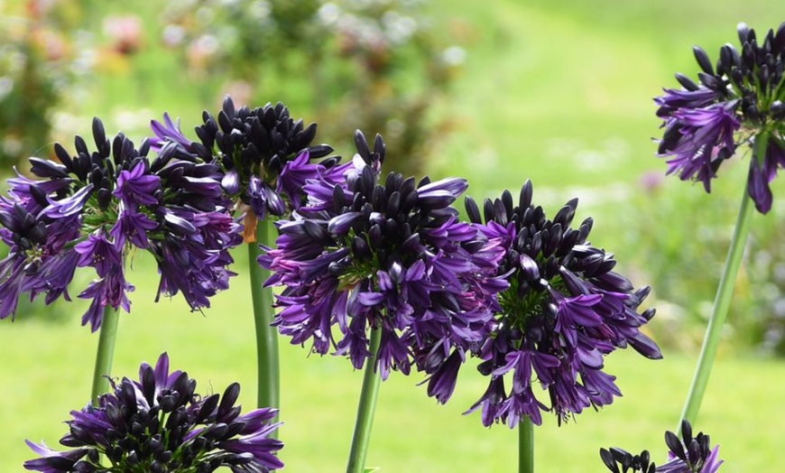 Image 3: Agapanthus 'Black Jack' - One, Two or Three  Potted Plants
